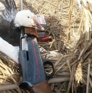 Meet your Posher, Lawrence